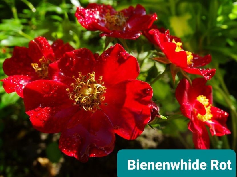  - 1 PRIVAT TRANDAFIRI DE PROCURAT