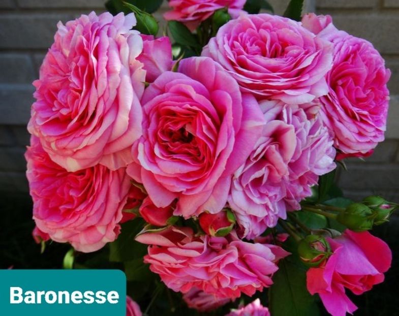  - 1 PRIVAT TRANDAFIRI DE PROCURAT