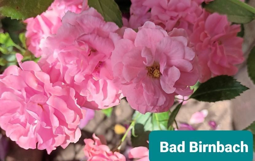  - 1 PRIVAT TRANDAFIRI DE PROCURAT