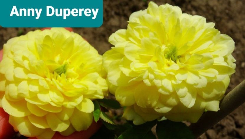  - 1 PRIVAT TRANDAFIRI DE PROCURAT