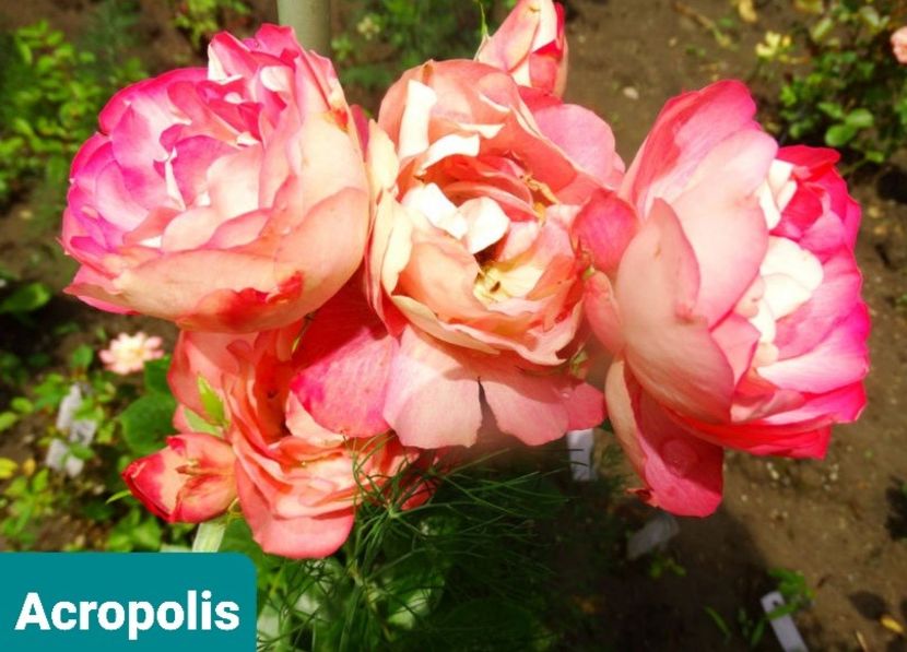  - 1 PRIVAT TRANDAFIRI DE PROCURAT