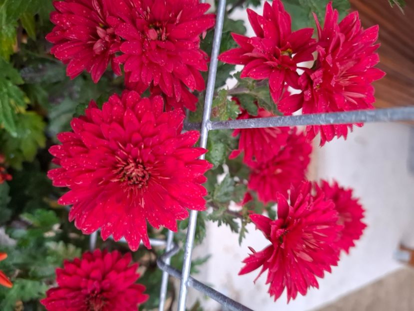  - Tufanele și crizanteme