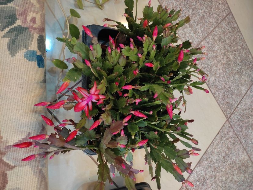  - Schlumbergera