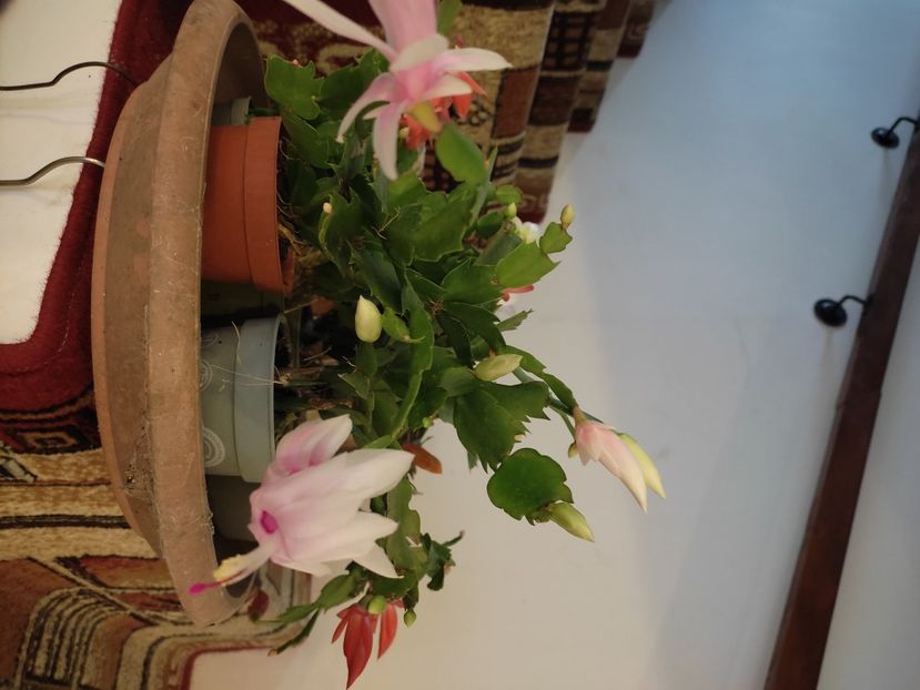  - Schlumbergera