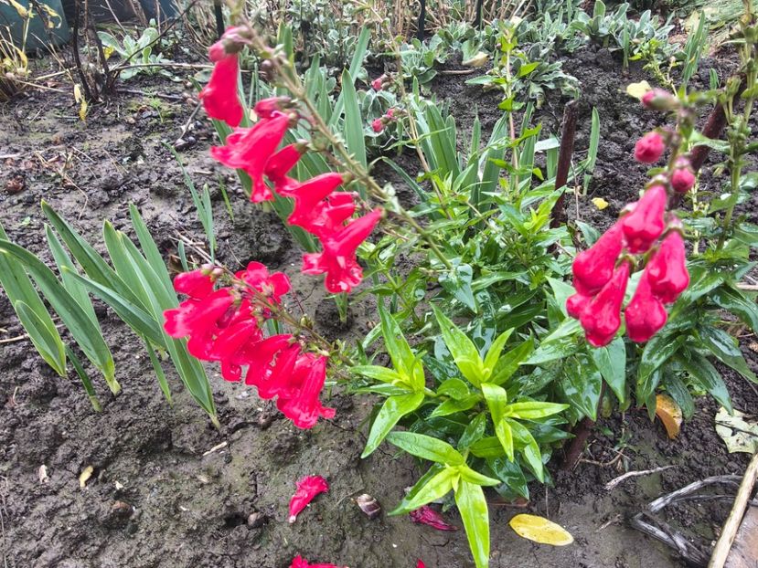  - Flori de gradină-2025