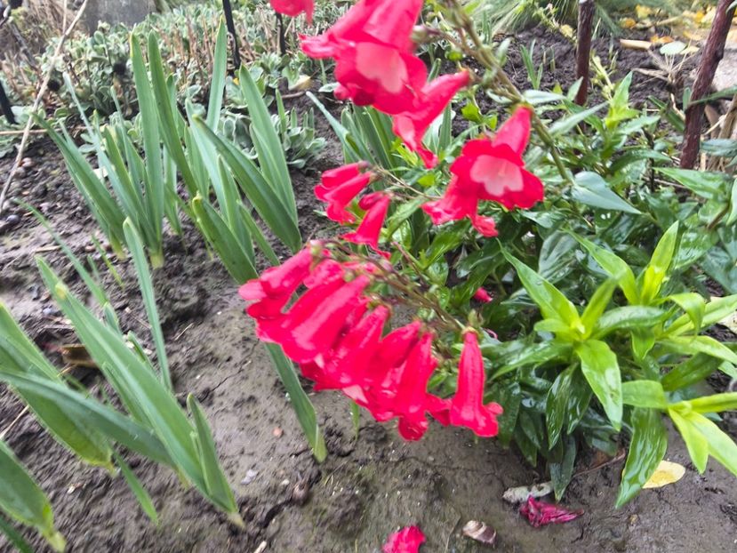  - Flori de gradină-2025