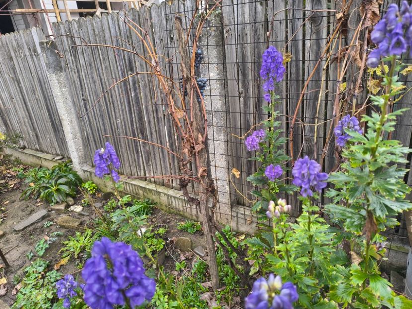  - Flori de gradină-2025