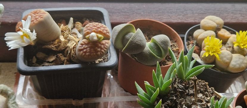 Au inflorit si anul asta. - Lithops 2022-2023-2024-2025