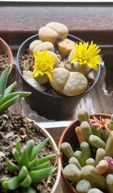  - Lithops 2022-2023-2024-2025