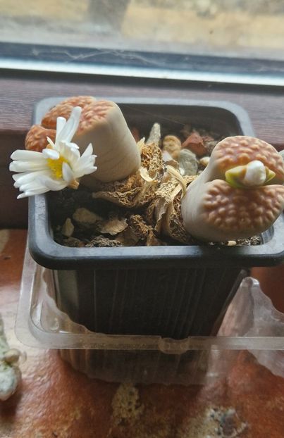  - Lithops 2022-2023-2024-2025