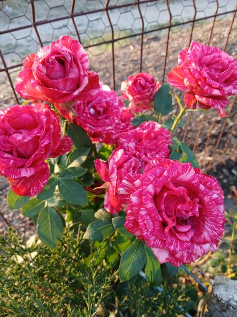  - Pink intuition2015 Helen15