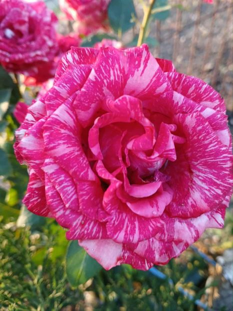  - Pink intuition2015 Helen15