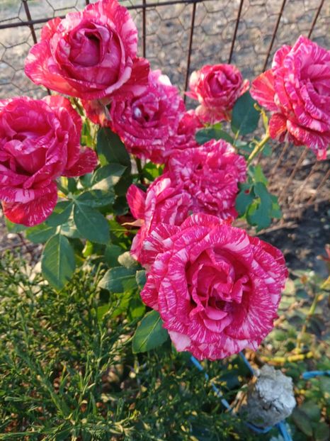  - Pink intuition2015 Helen15