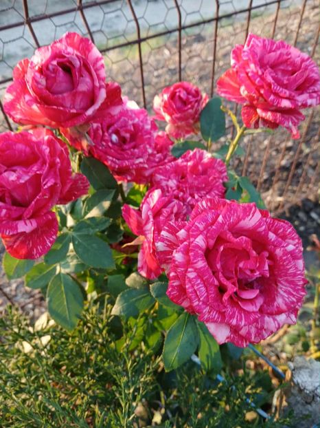  - Pink intuition2015 Helen15