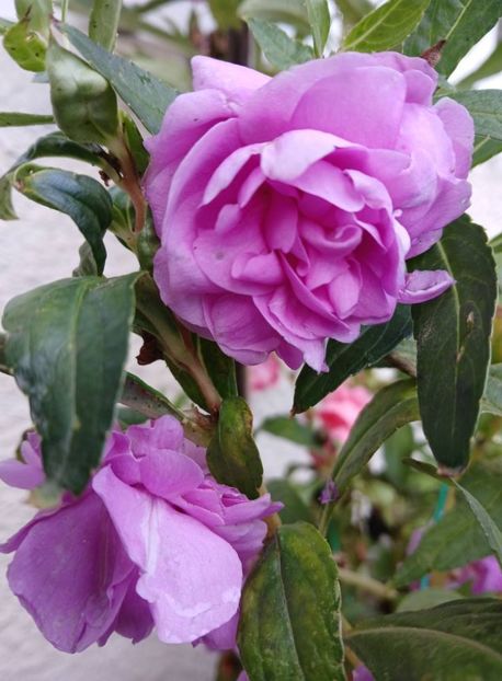  - 0 Balsamie sau sporul casei floare anuala de gradina 2018 -19