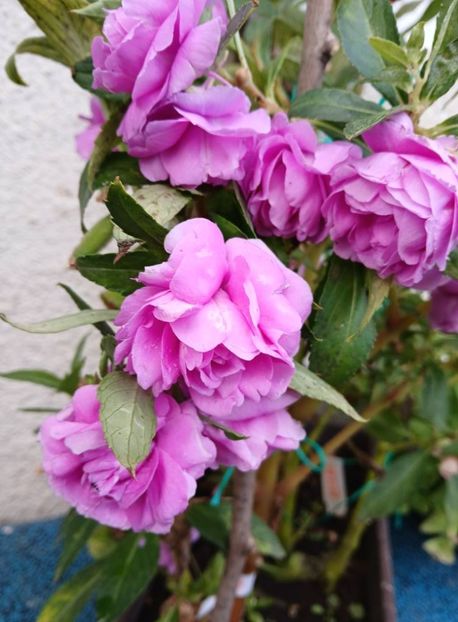  - 0 Balsamie sau sporul casei floare anuala de gradina 2018 -19