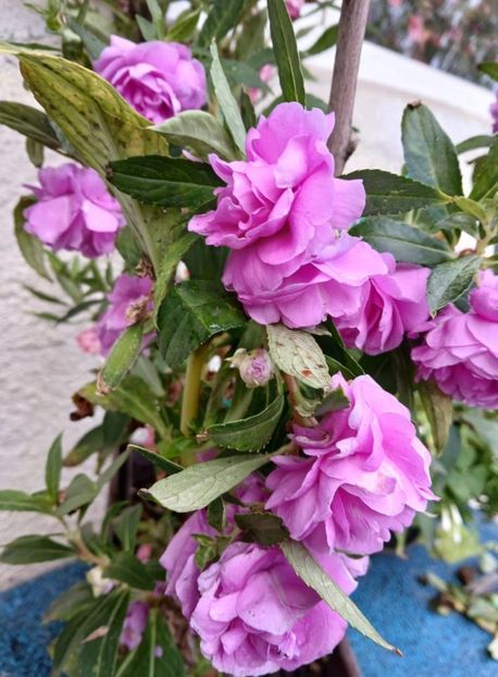  - 0 Balsamie sau sporul casei floare anuala de gradina 2018 -19