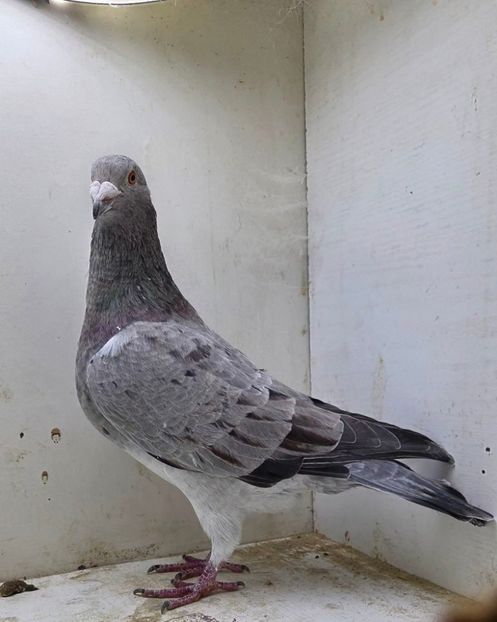  - Nu îmi aparțin 11