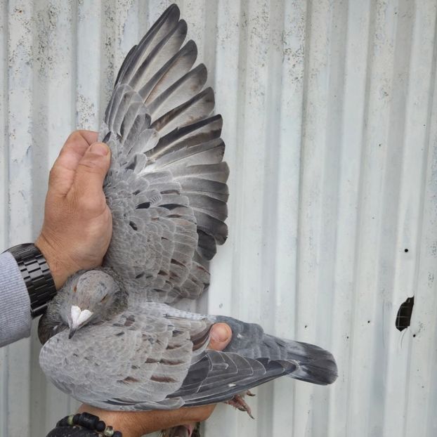  - Nu îmi aparțin 11