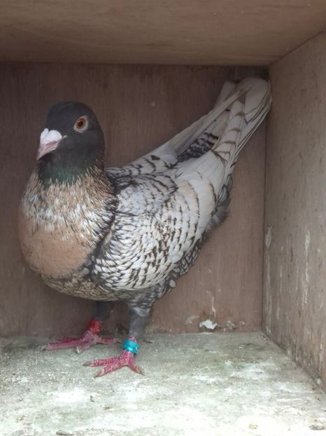  - Nu îmi aparțin 11