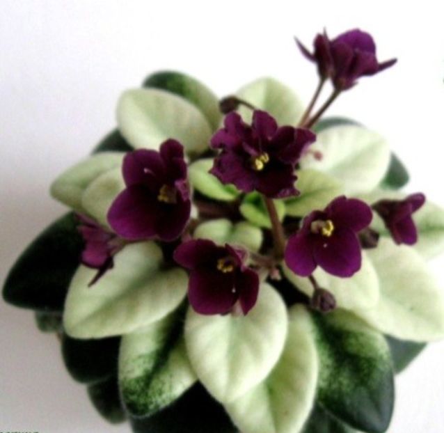 Poza net - Jolly Jubilee