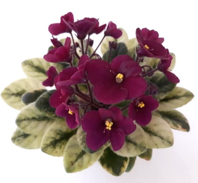 Poza net - Jolly Jubilee