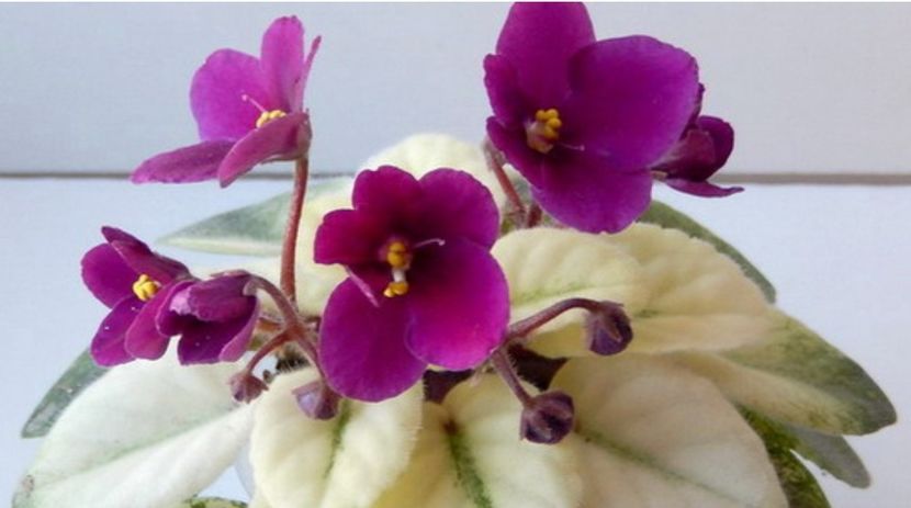 Poza net - Jolly Jubilee