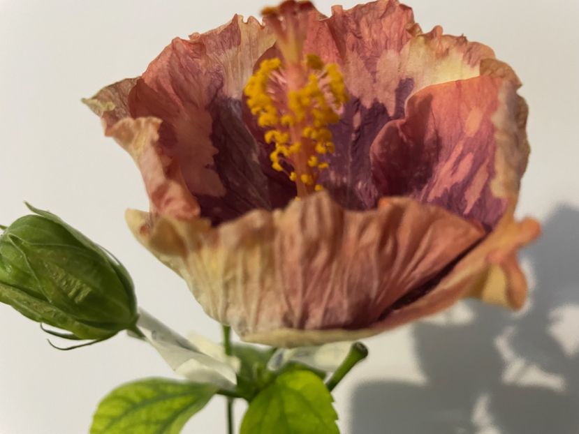  - Luv -Posog- Memories