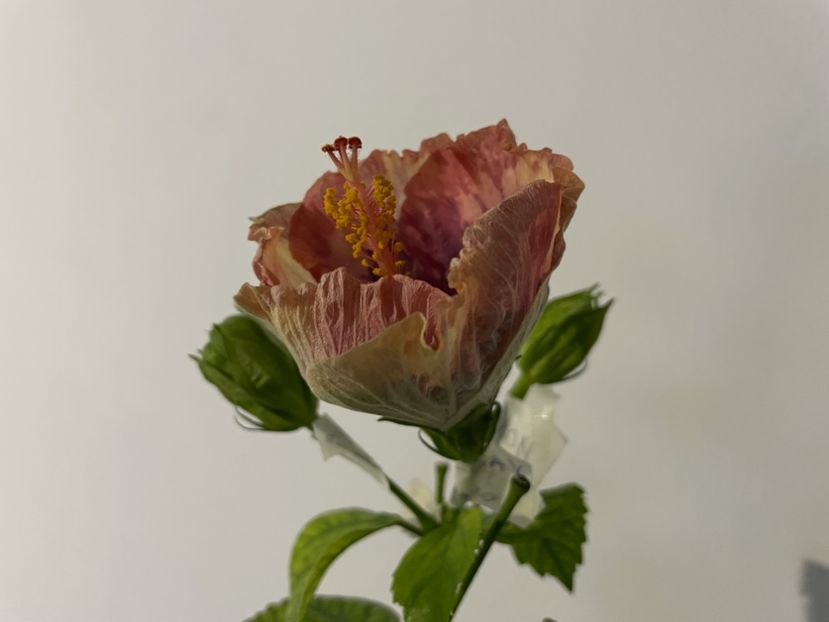  - Luv -Posog- Memories