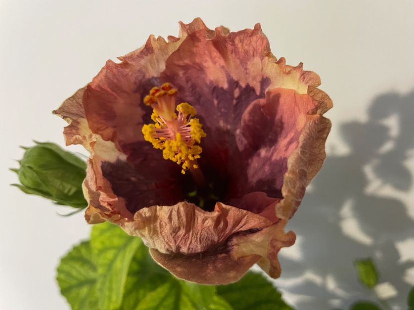  - Luv -Posog- Memories