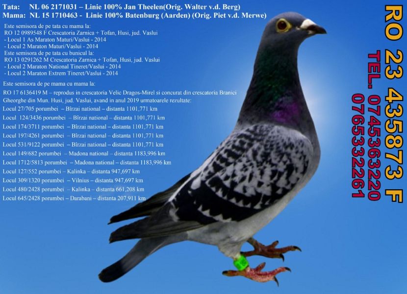 RO 23 435873 F  Pret 350 lei + transportul - 11 PORUMBEI - FEMELE - DISPONIBILE DIN ANII 2016 2017 2018 2019 2020 2021