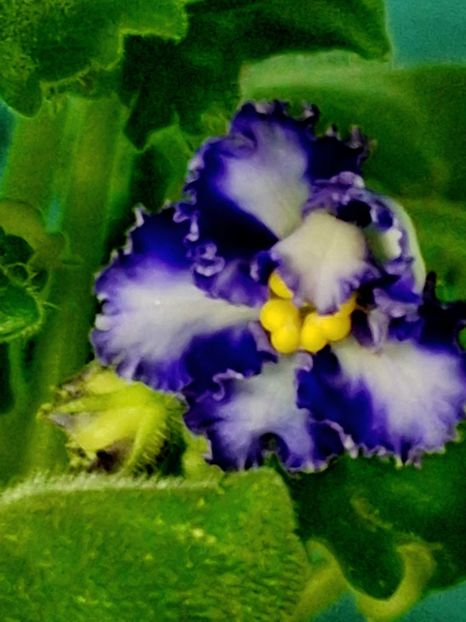  - Volinai Veter - chimera