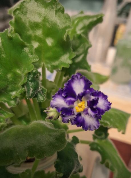  - Volinai Veter - chimera