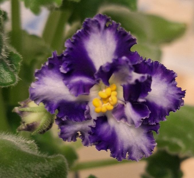  - Volinai Veter - chimera