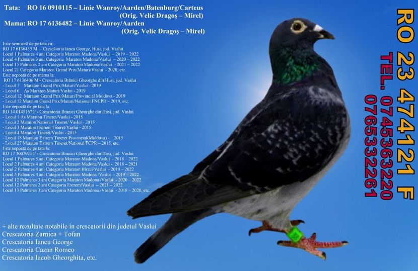 RO 23 474121 F Pret 400 lei + transportul - 11 PORUMBEI - FEMELE - DISPONIBILE DIN ANII 2016 2017 2018 2019 2020 2021