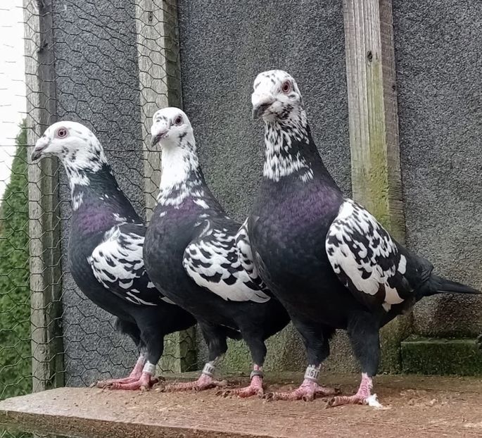  - Nu îmi aparțin 11