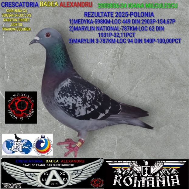 1-2003836-24-IOANA MILCULESCU - 2025-PORUMBEI CU REZULTATE NOTABILE-COLUMBA-BADEA ALEXANDRU