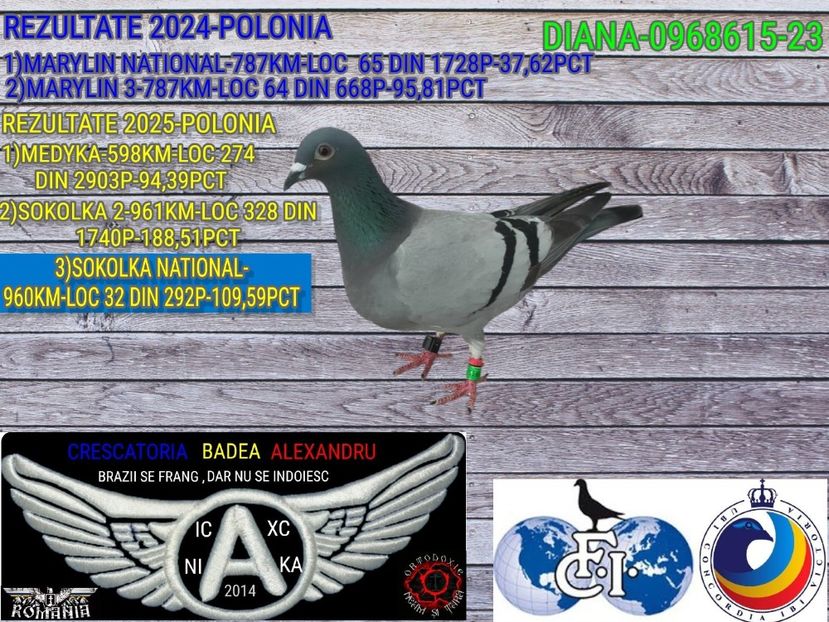 1-DIANA-0968615-23 - 2025-PORUMBEI CU REZULTATE NOTABILE-COLUMBA-BADEA ALEXANDRU