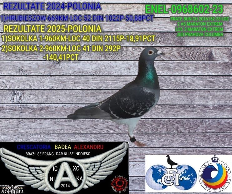 1-ENEL-0968602-23 - 2025-PORUMBEI CU REZULTATE NOTABILE-COLUMBA-BADEA ALEXANDRU