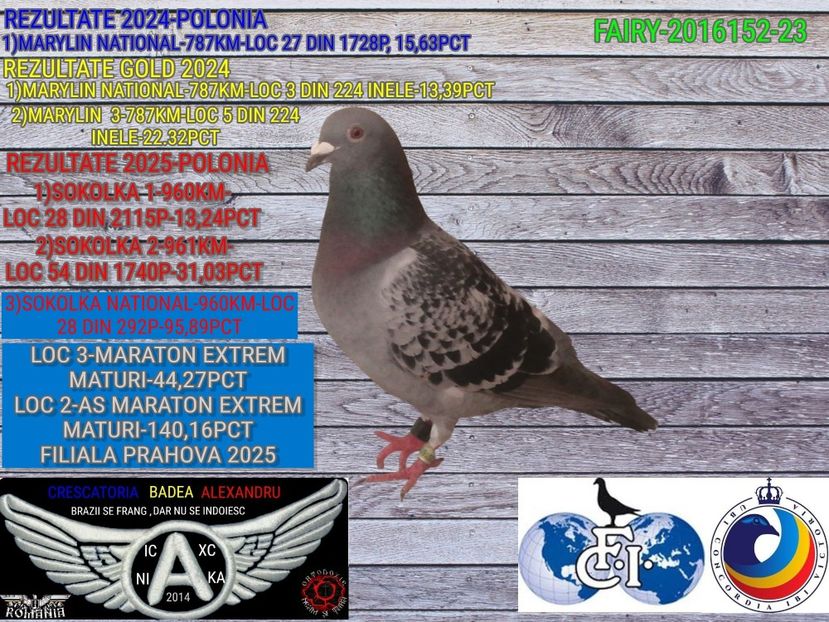 1-FAIRY-2016152-23 - 2025-PORUMBEI CU REZULTATE NOTABILE-COLUMBA-BADEA ALEXANDRU