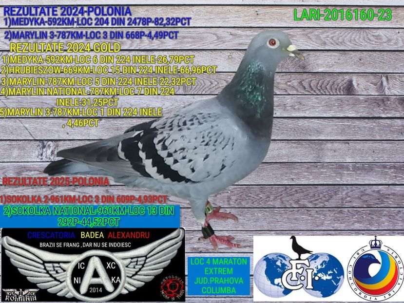 1-LARI-2016160-23 - 2025-PORUMBEI CU REZULTATE NOTABILE-COLUMBA-BADEA ALEXANDRU