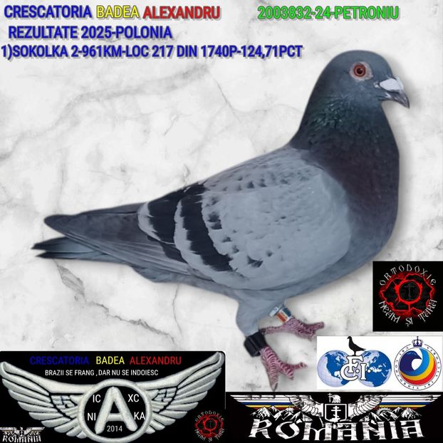 2003832-24-PETRONIU - 2025-PORUMBEI CU REZULTATE NOTABILE-COLUMBA-BADEA ALEXANDRU