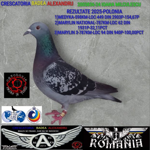 2003836-24-IOANA MILCULESCU - 2025-PORUMBEI CU REZULTATE NOTABILE-COLUMBA-BADEA ALEXANDRU