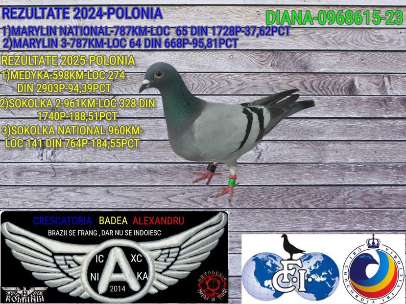 DIANA-0968615-23 - 2025-PORUMBEI CU REZULTATE NOTABILE-COLUMBA-BADEA ALEXANDRU