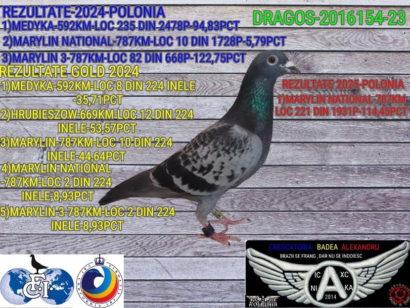 DRAGOS-2016154-23 - 2025-PORUMBEI CU REZULTATE NOTABILE-COLUMBA-BADEA ALEXANDRU