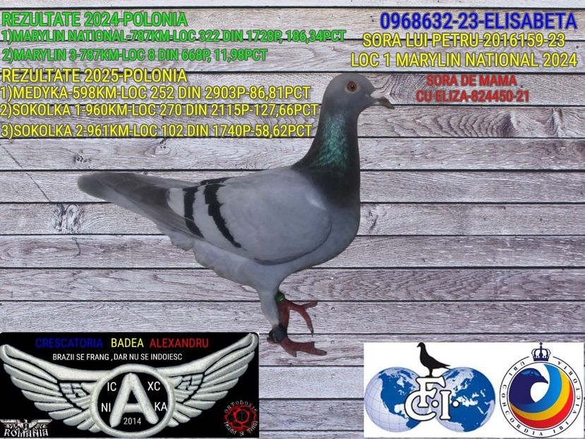 ELISABETA-0968632-23 - 2025-PORUMBEI CU REZULTATE NOTABILE-COLUMBA-BADEA ALEXANDRU