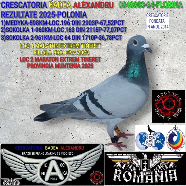 FLORINA-0848303-24 - 2025-PORUMBEI CU REZULTATE NOTABILE-COLUMBA-BADEA ALEXANDRU