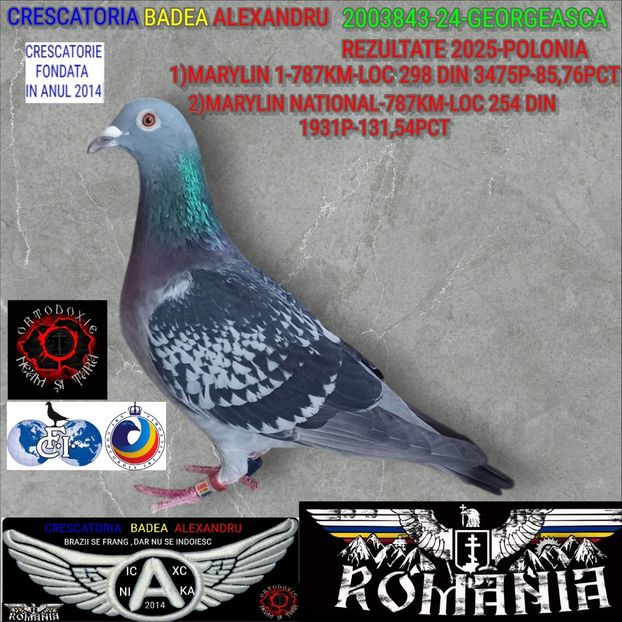 GEORGEASCA-2003843-24 - 2025-PORUMBEI CU REZULTATE NOTABILE-COLUMBA-BADEA ALEXANDRU