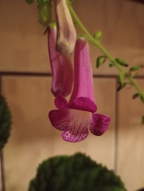 SLs Callisto - Smithianthe