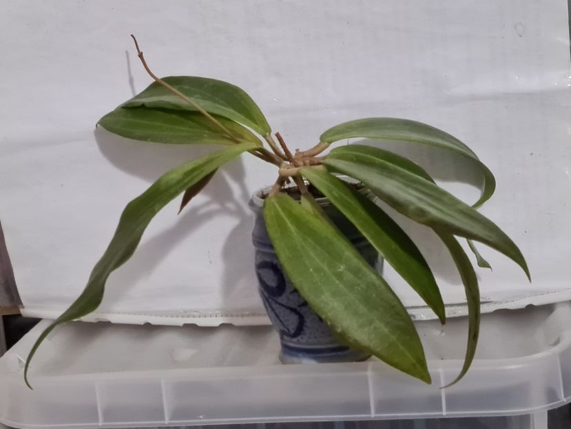  - Blashernaezii Alex